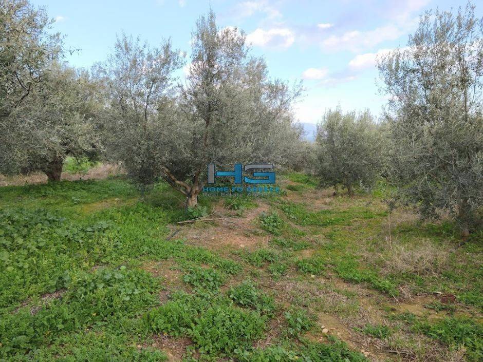 Embadon: > 6.000 t.m.