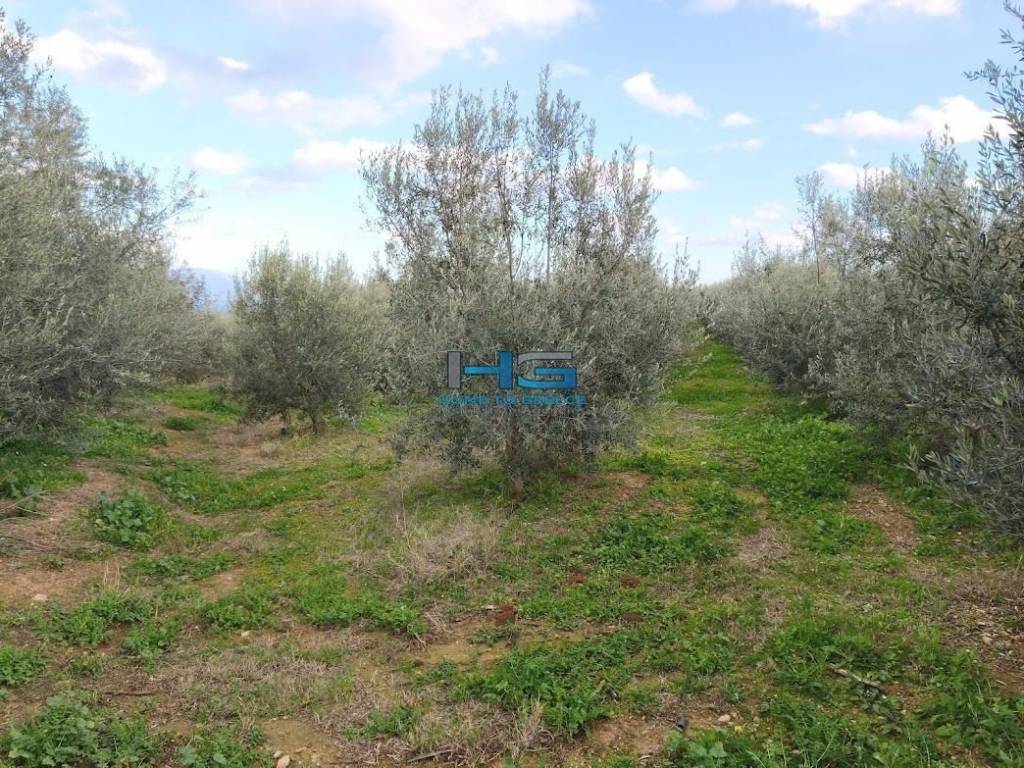 Embadon: > 6.000 t.m.