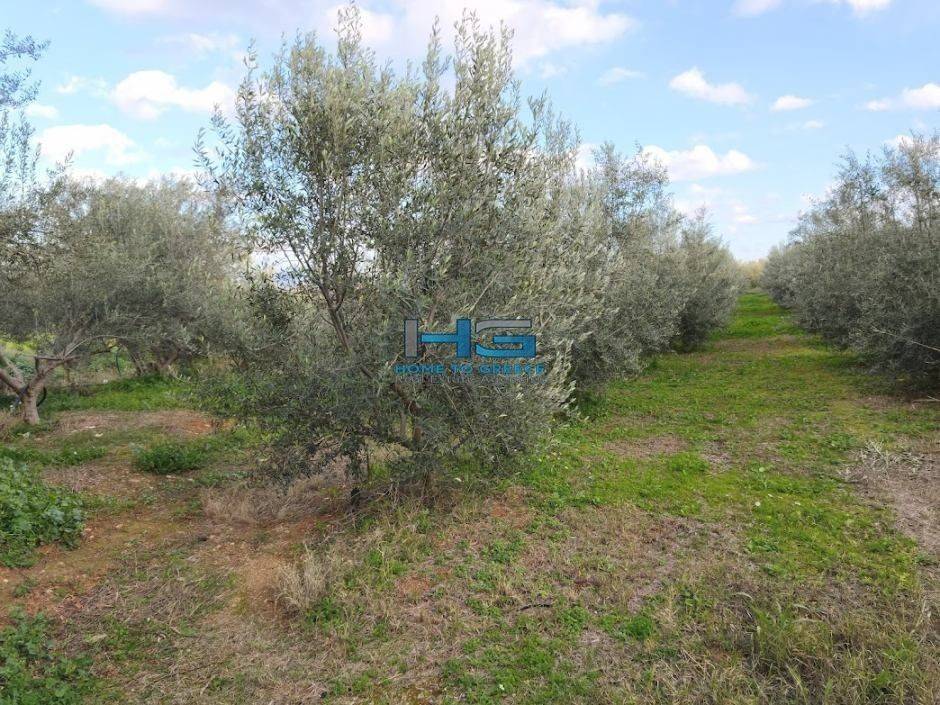 Embadon: > 6.000 t.m.