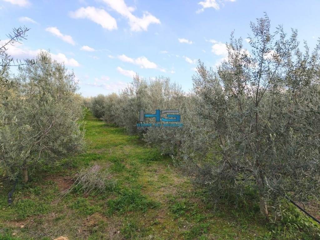 Embadon: > 6.000 t.m.