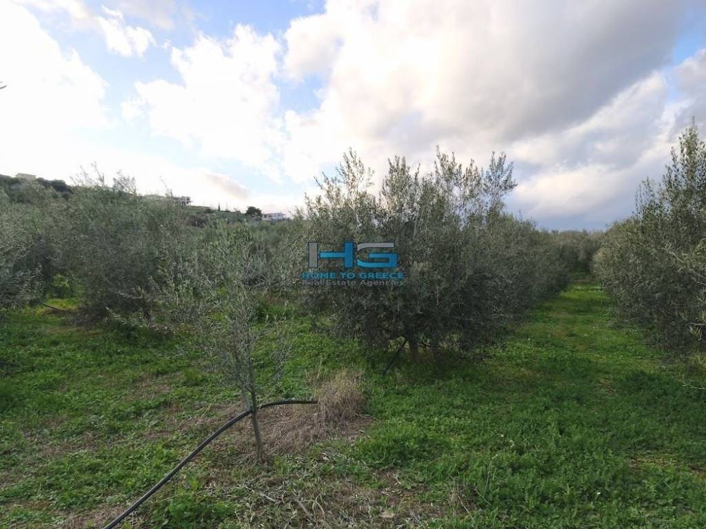 Embadon: > 6.000 t.m.