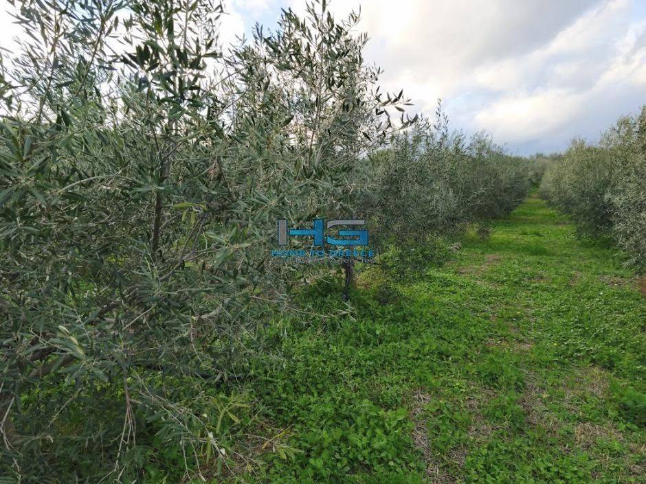 Embadon: > 6.000 t.m.