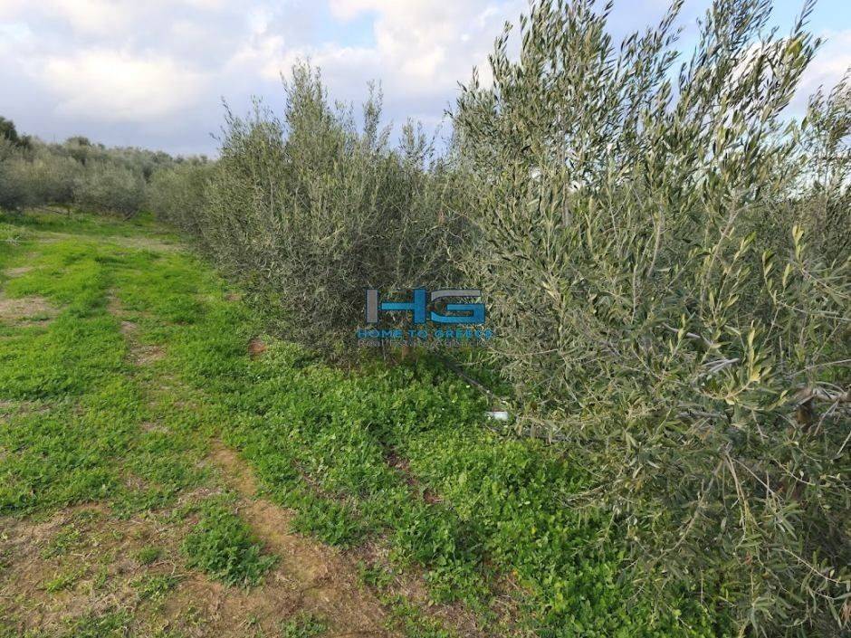 Embadon: > 6.000 t.m.