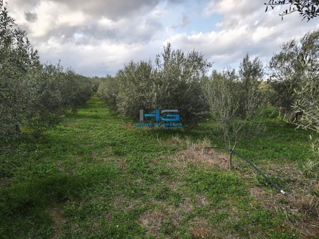 Embadon: > 6.000 t.m.