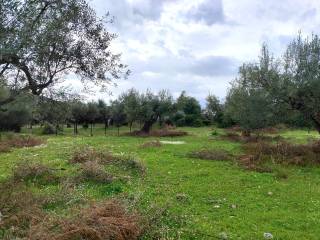 STON AGIO SPYRIDONA PHOKIDAS