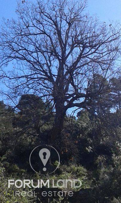 Forumland Real Estate, Οικόπεδο 780τ.μ.