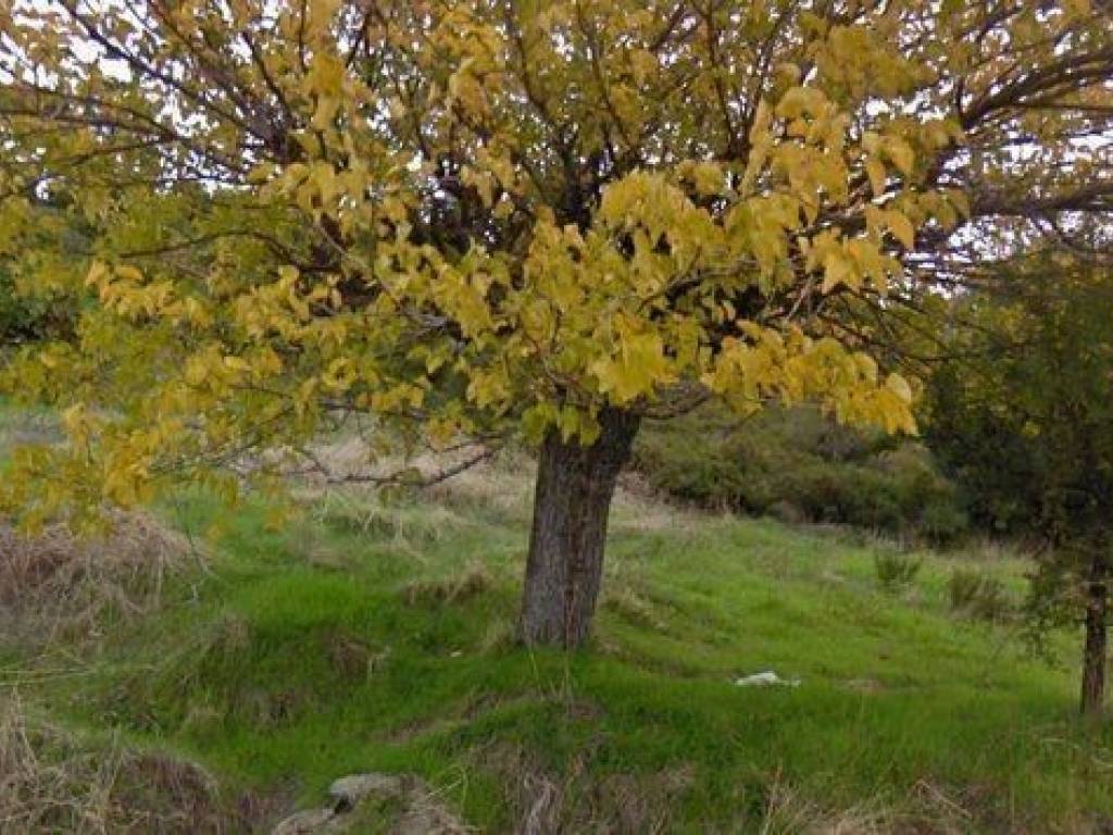 Forumland Real Estate, Οικόπεδο 780τ.μ.