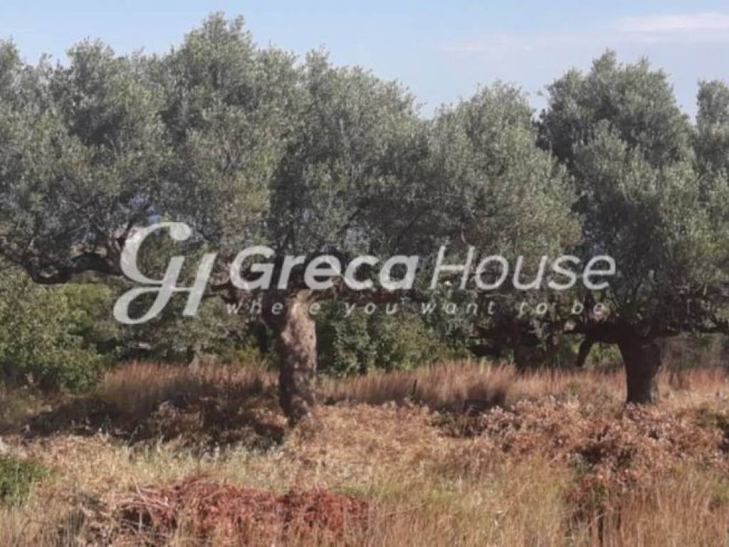 Πελοπόννησος Παραθαλάσσιο οικοδομήσιμο οικόπεδο προς πώληση