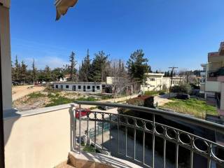 Exostes ypnodomation.