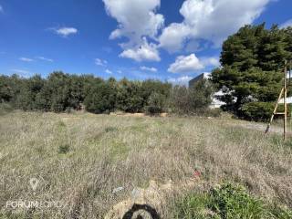 Forumland Real Estate, Αγροτεμάχιο