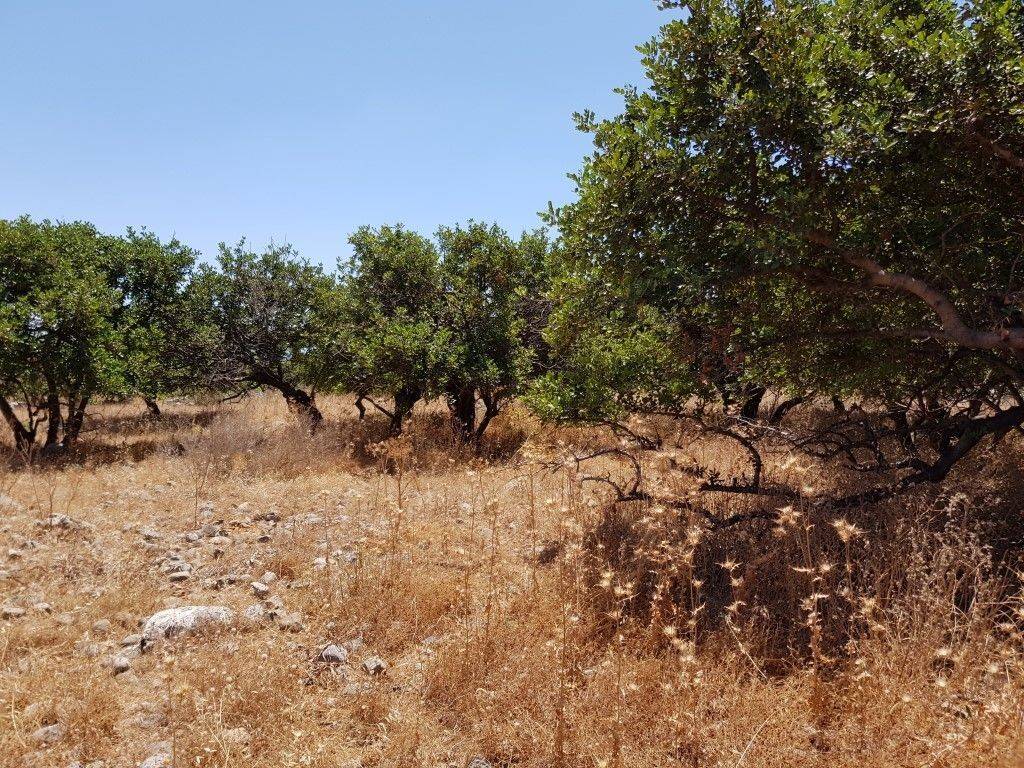 Plot - Grekodom 38534|575153