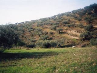 Certified organic olive grove with 400 olive trees