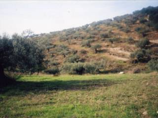 Certified organic olive grove with 400 olive trees