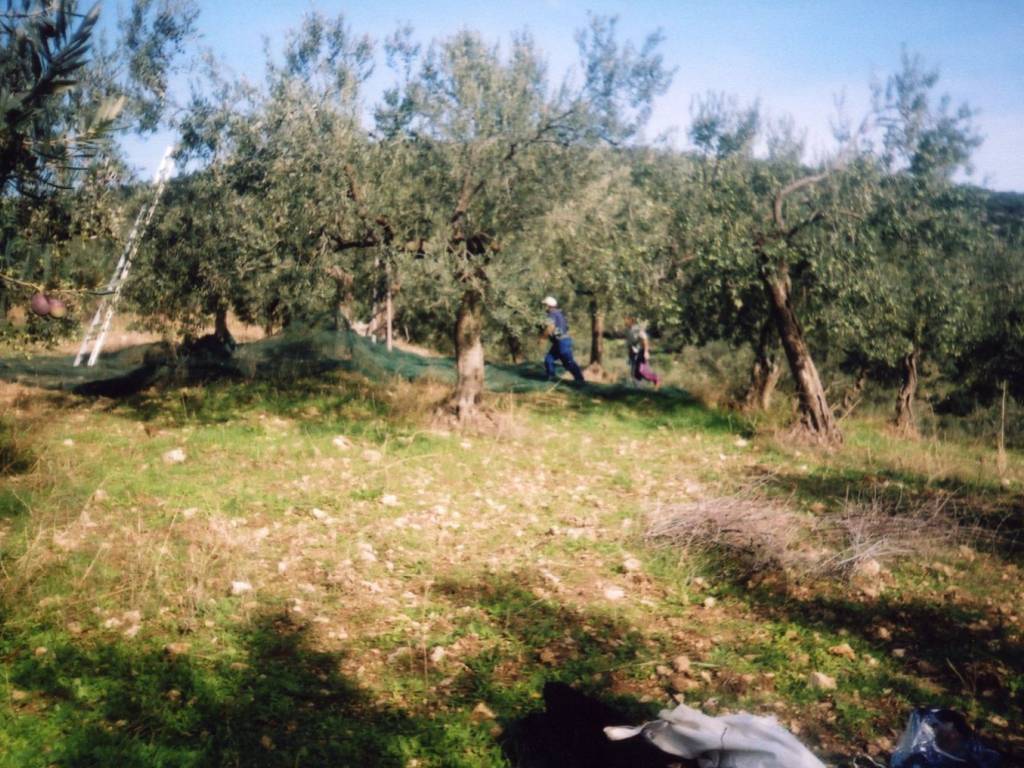 Certified organic olive grove with 400 olive trees