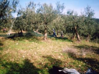 Certified organic olive grove with 400 olive trees