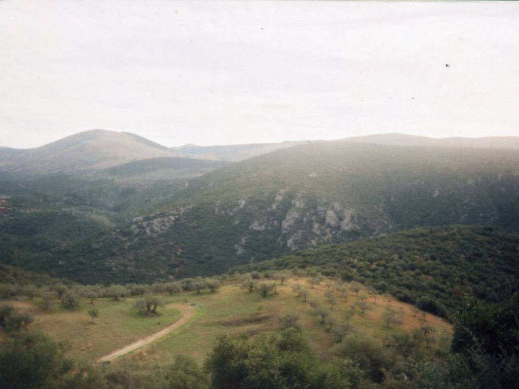 Certified organic olive grove with 400 olive trees