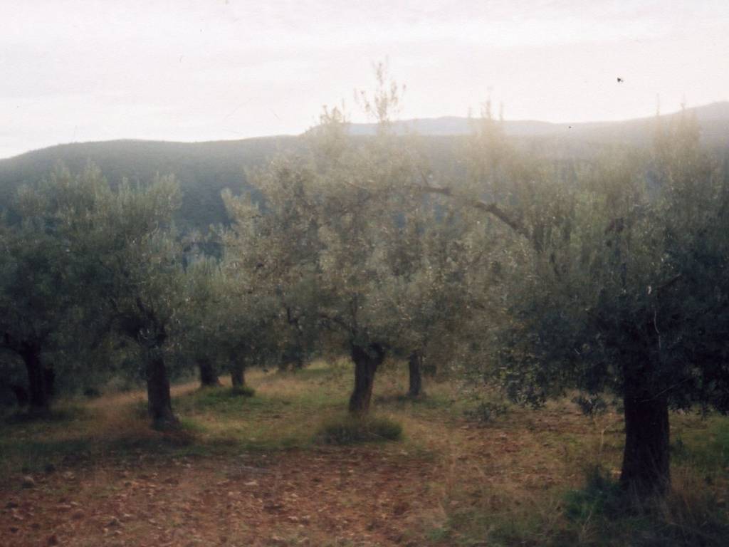Certified organic olive grove with 400 olive trees