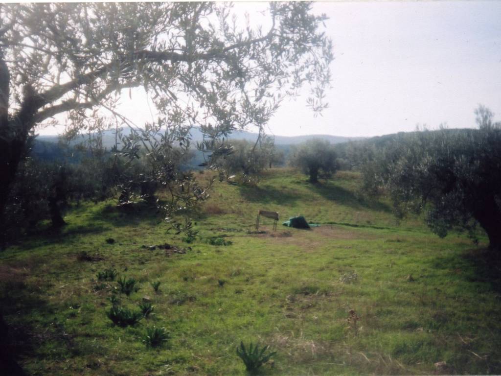 Certified organic olive grove with 400 olive trees