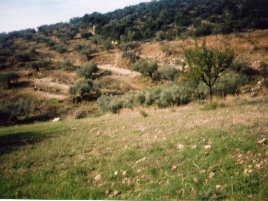 Certified organic olive grove with 400 olive trees