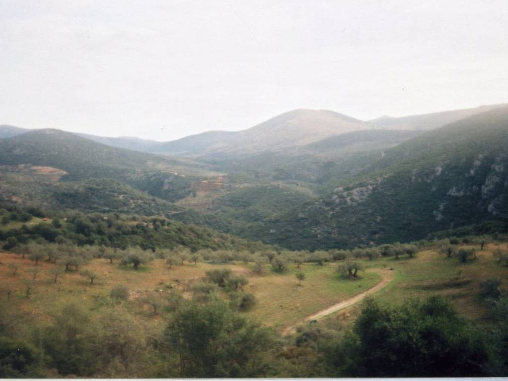 Certified organic olive grove with 400 olive trees