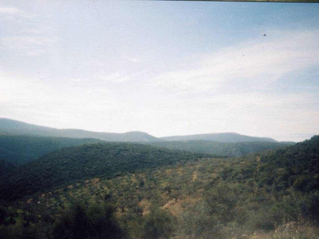 Certified organic olive grove with 400 olive trees