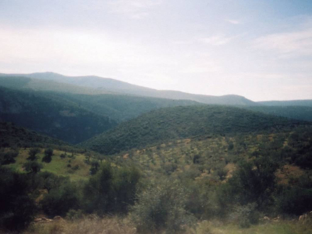 Certified organic olive grove with 400 olive trees