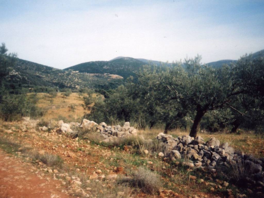 Certified organic olive grove with 400 olive trees