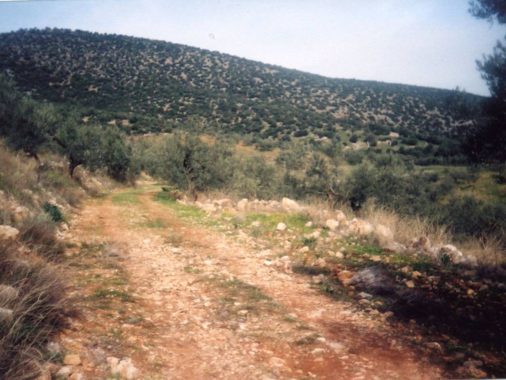 Certified organic olive grove with 400 olive trees