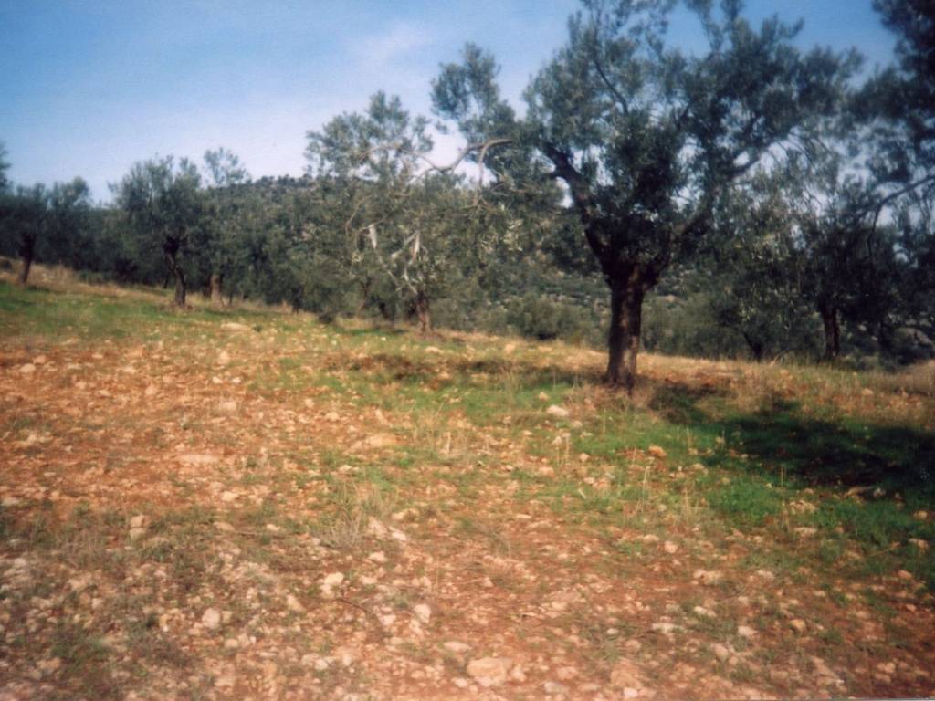 Certified organic olive grove with 400 olive trees
