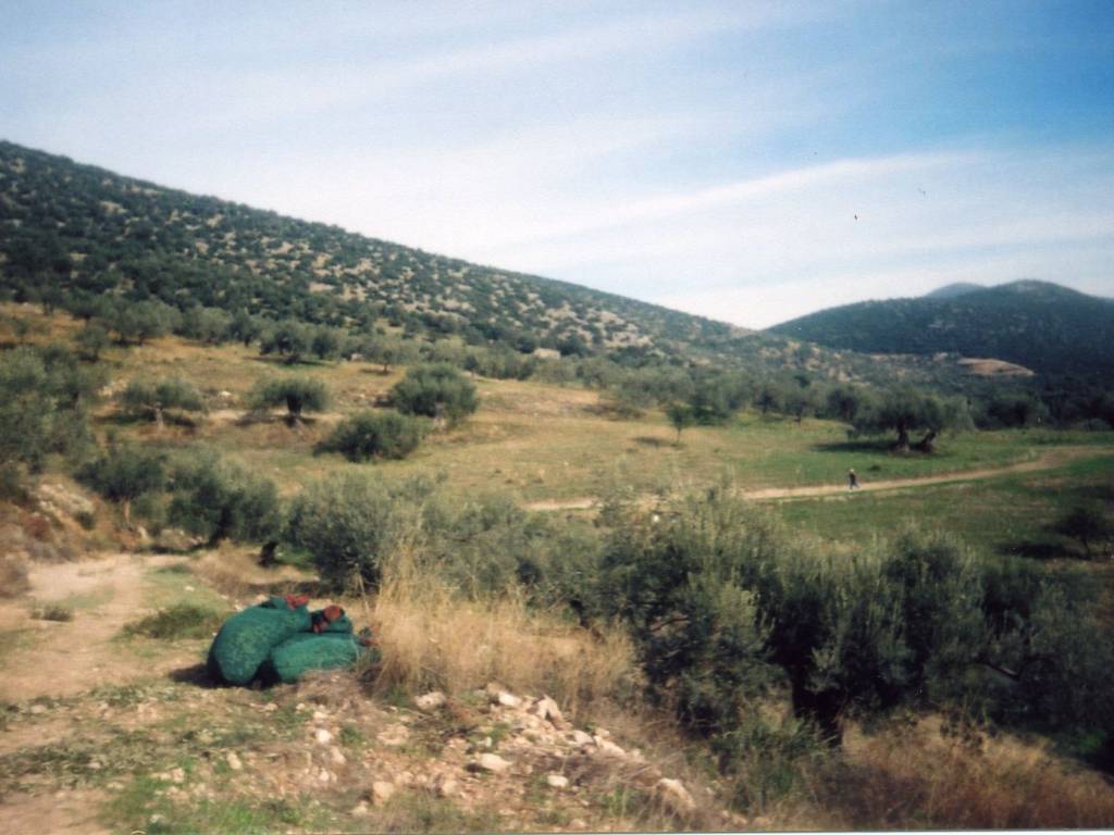 Certified organic olive grove with 400 olive trees