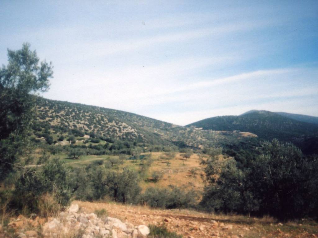 Certified organic olive grove with 400 olive trees