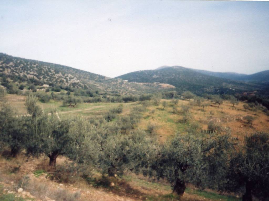 Certified organic olive grove with 400 olive trees