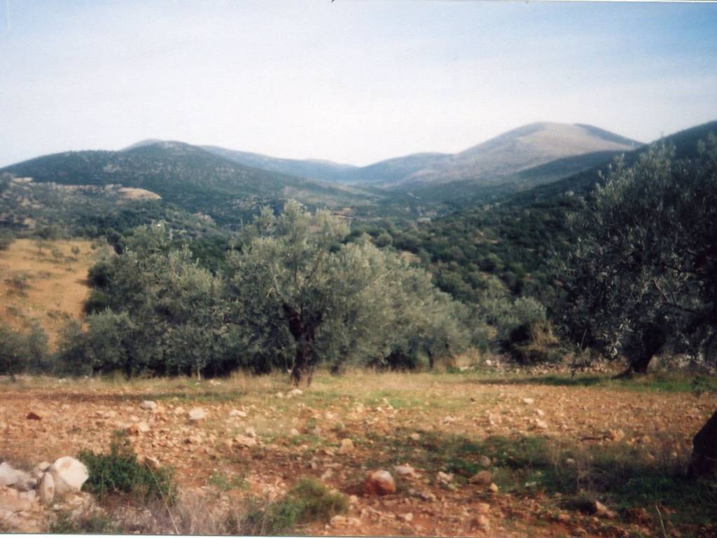 Certified organic olive grove with 400 olive trees