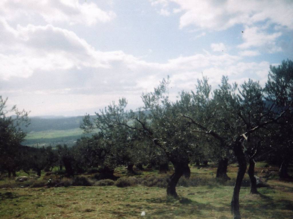 Certified organic olive grove with 400 olive trees