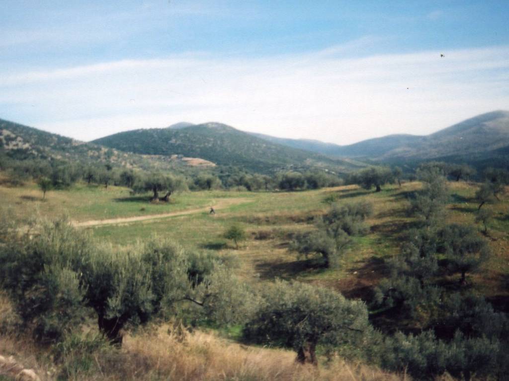 Certified organic olive grove with 400 olive trees