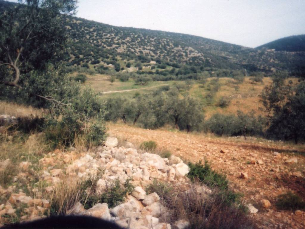 Certified organic olive grove with 400 olive trees