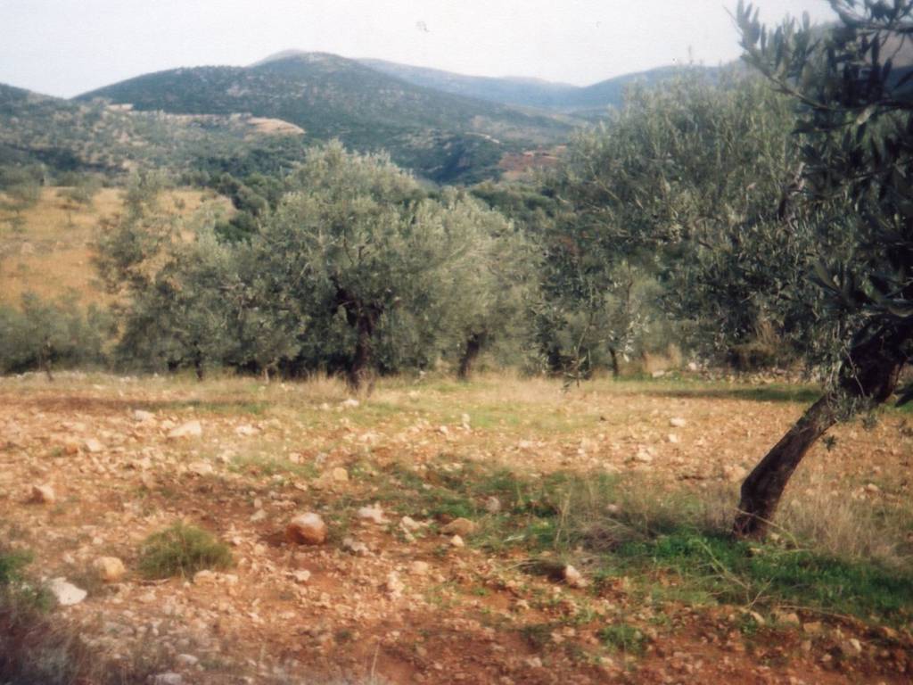 Certified organic olive grove with 400 olive trees