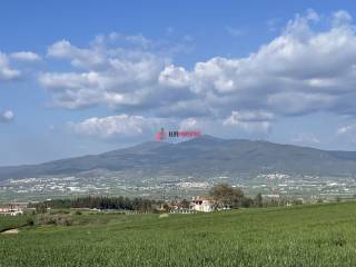 ΘΕΑ ΧΟΡΤΙΑΤΗ