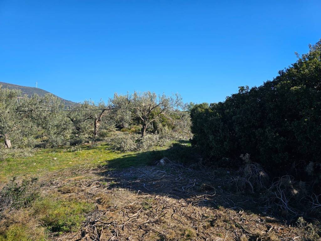 In Achladokampos a 9,250 sq m. a plot of land is for sale