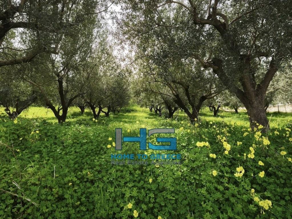 Οικόπεδο 5.500 τ.μ. με θέα Κορινθιακό