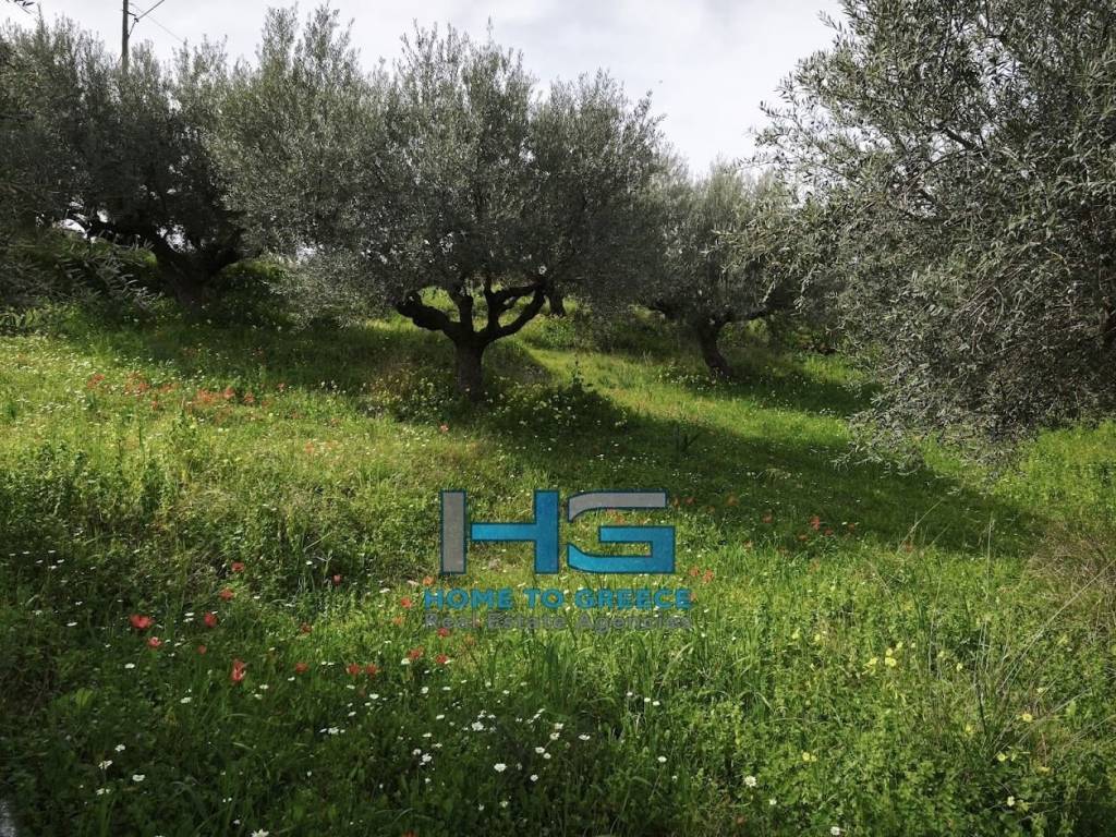 Οικόπεδο 5.500 τ.μ. με θέα Κορινθιακό