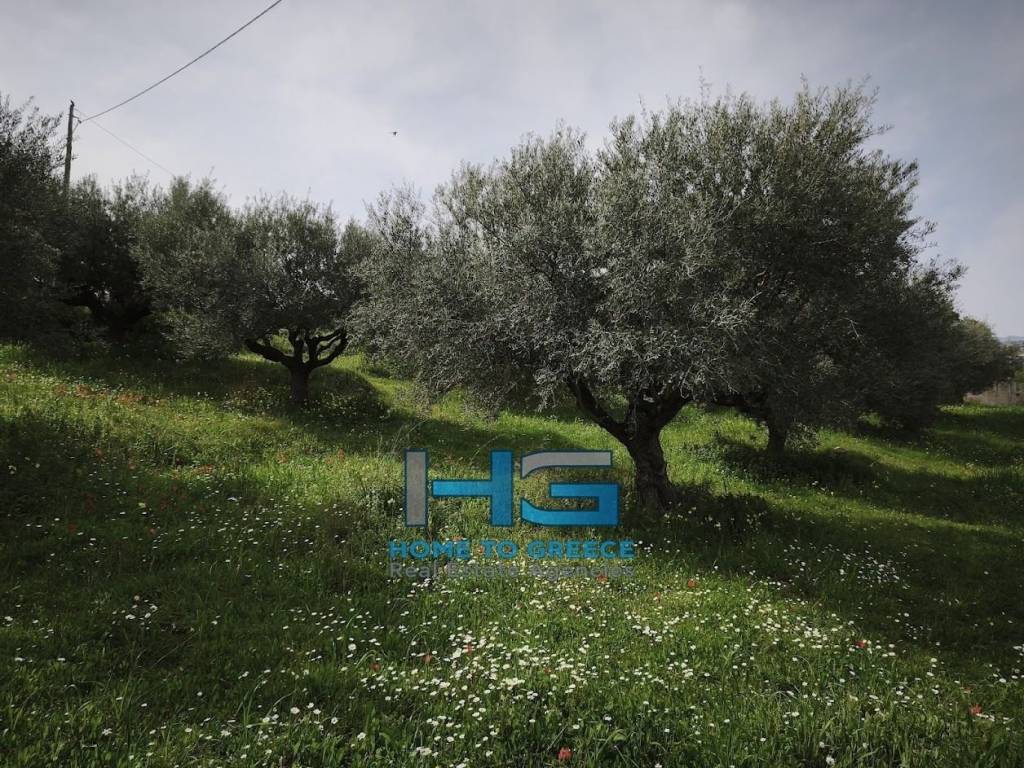 Οικόπεδο 5.500 τ.μ. με θέα Κορινθιακό