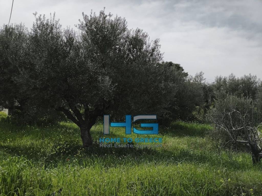 Οικόπεδο 5.500 τ.μ. με θέα Κορινθιακό