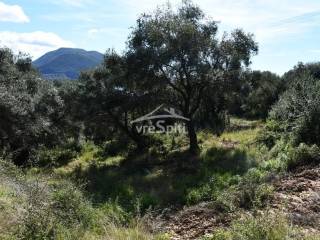 ΑΠΟΨΗ ΑΓΡΟΤΕΜΑΧΙΟΥ