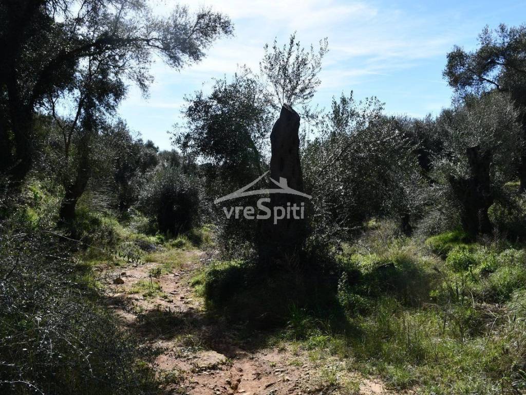 ΑΠΟΨΗ ΑΓΡΟΤΕΜΑΧΙΟΥ