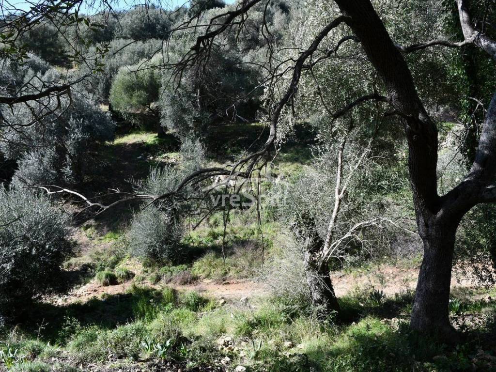 ΑΠΟΨΗ ΑΓΡΟΤΕΜΑΧΙΟΥ