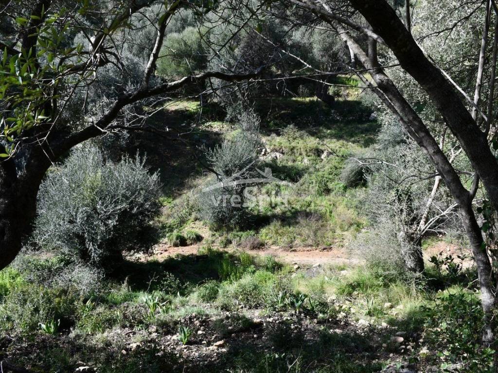 ΑΠΟΨΗ ΑΓΡΟΤΕΜΑΧΙΟΥ