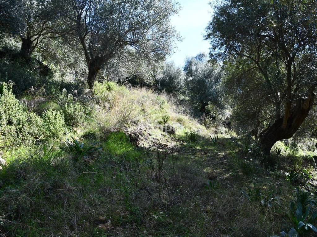 ΑΠΟΨΗ ΑΓΡΟΤΕΜΑΧΙΟΥ