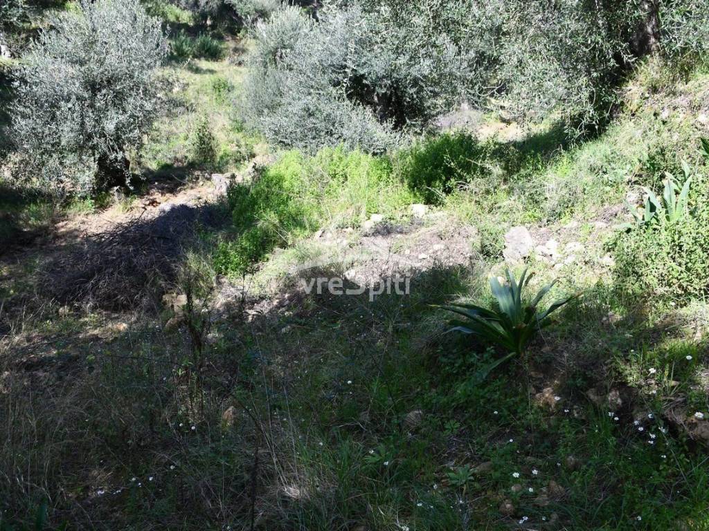 ΑΠΟΨΗ ΑΓΡΟΤΕΜΑΧΙΟΥ