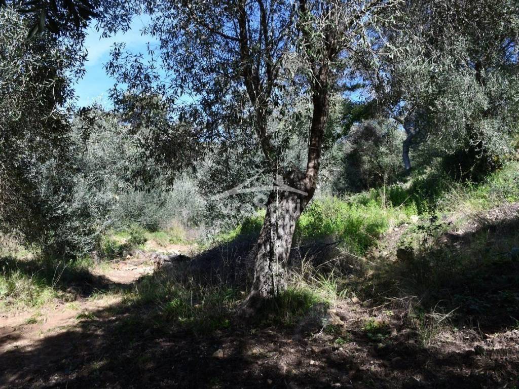 ΑΠΟΨΗ ΑΓΡΟΤΕΜΑΧΙΟΥ